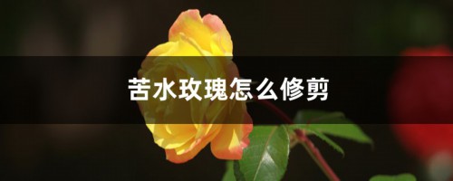 苦水玫瑰怎么修剪