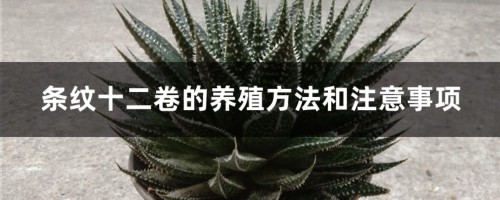 条纹十二卷的养殖方法和注意事项