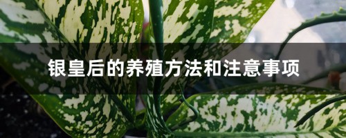 银皇后的养殖方法和注意事项