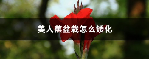 美人蕉盆栽怎么矮化