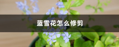 蓝雪花怎么修剪