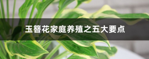 玉簪花家庭养殖之五大要点