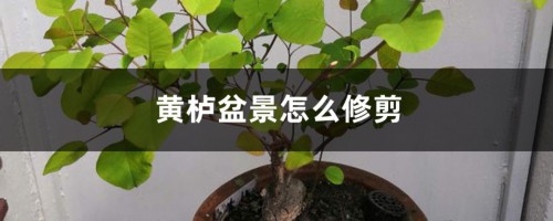 黄栌盆景怎么修剪