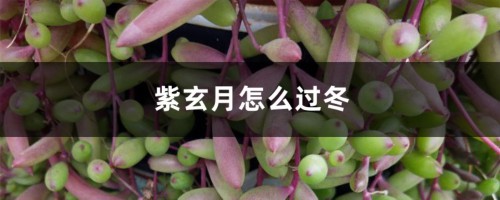 紫玄月怎么过冬