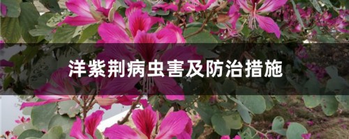 洋紫荆病虫害及防治措施