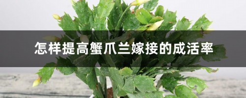 怎样提高蟹爪兰嫁接的成活率