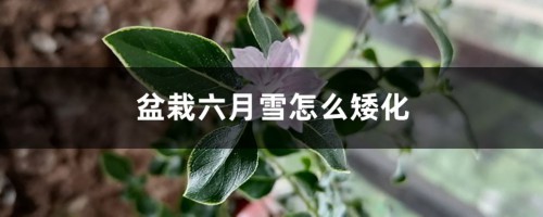 盆栽六月雪怎么矮化