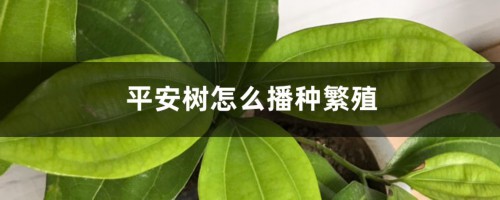 平安树怎么播种繁殖