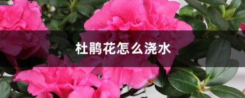 杜鹃花怎么浇水