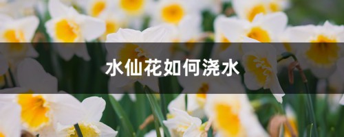 水仙花如何浇水