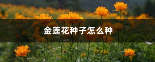 金莲花种子怎么种