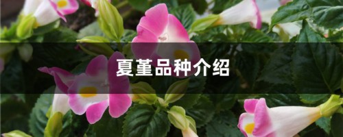 夏堇品种介绍