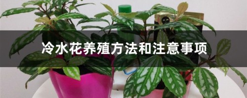 冷水花养殖方法和注意事项