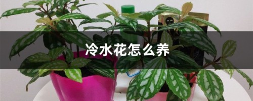 冷水花怎么养